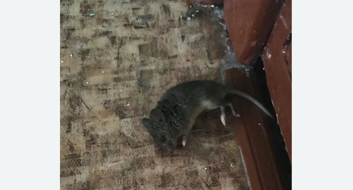Дезинфекция от мышей в Ростокино города Москвы